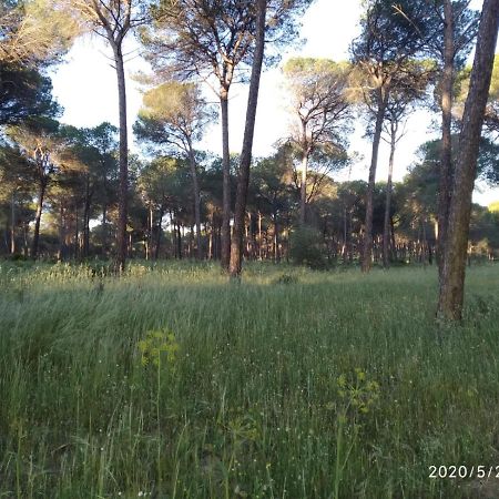 Casa Rural Los Pinos Hinojos Kültér fotó